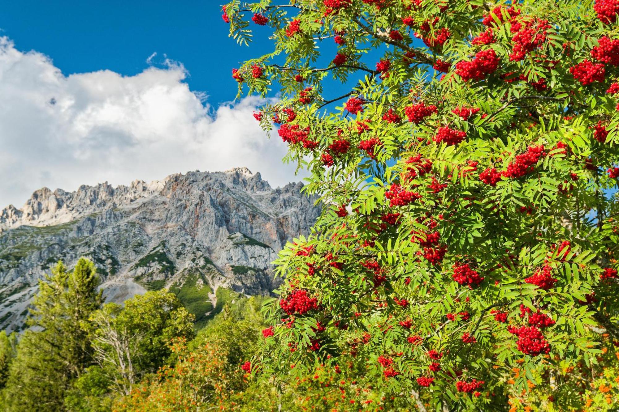 Pension Stoffenbauer Ramsau am Dachstein Eksteriør bilde